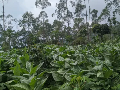 galeri-desa-lembang-11-68a6aeadabe2d